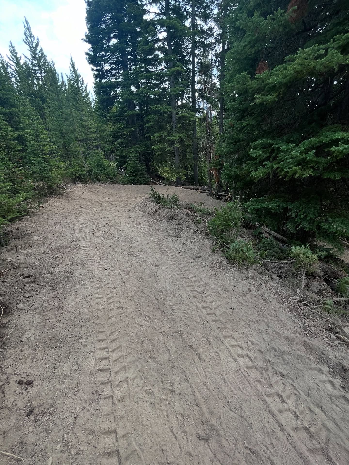 Sandy dirt road through dense evergreen forest with tire tracks