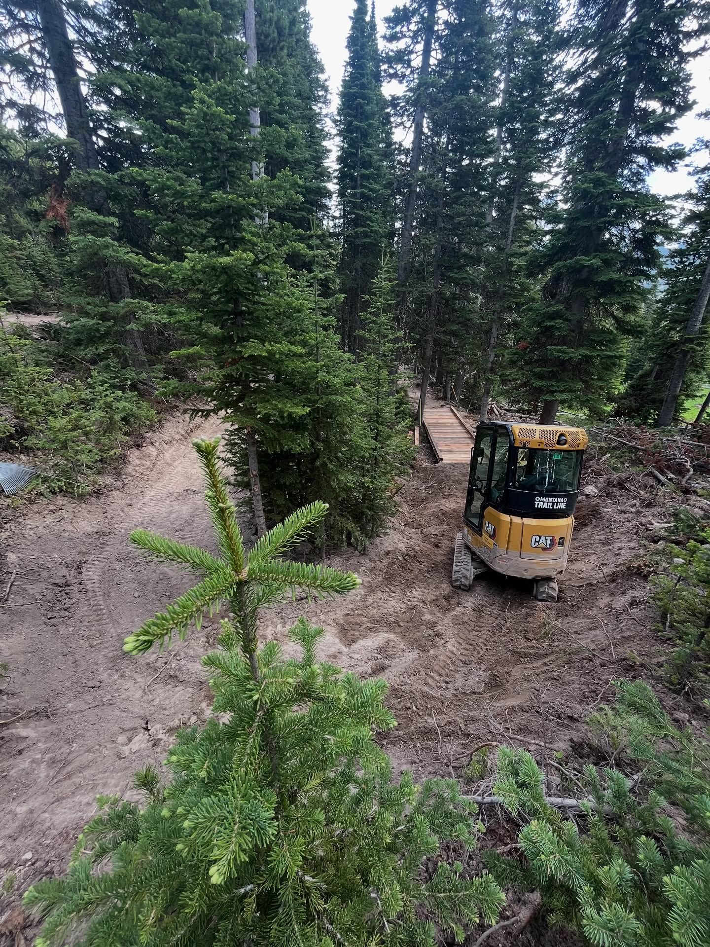 Yellow excavator on a muddy forest slope among tall evergreen trees