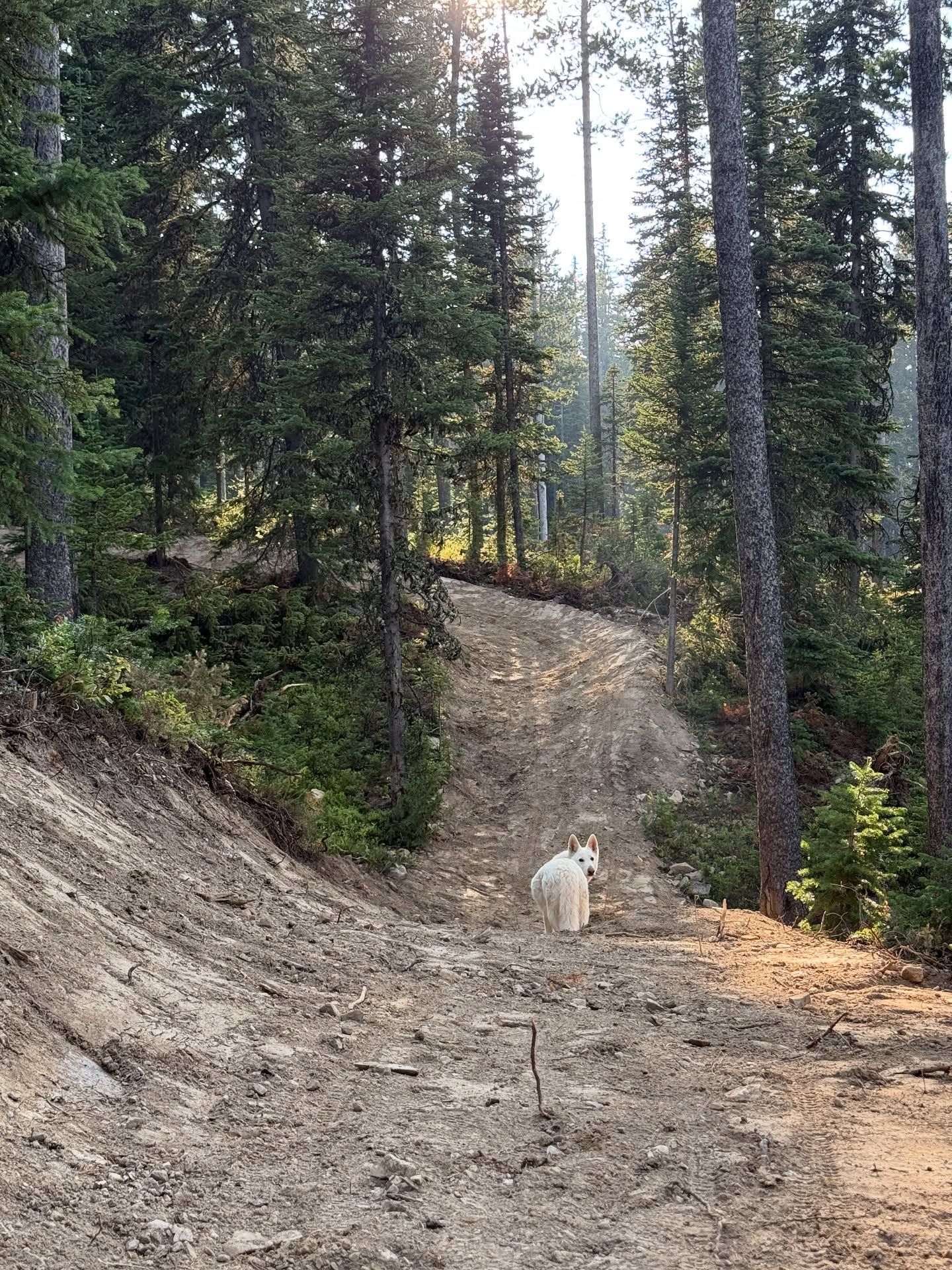 White dog on a dirt trail in a pine forest, with sunlit trees and steep banks on both sides