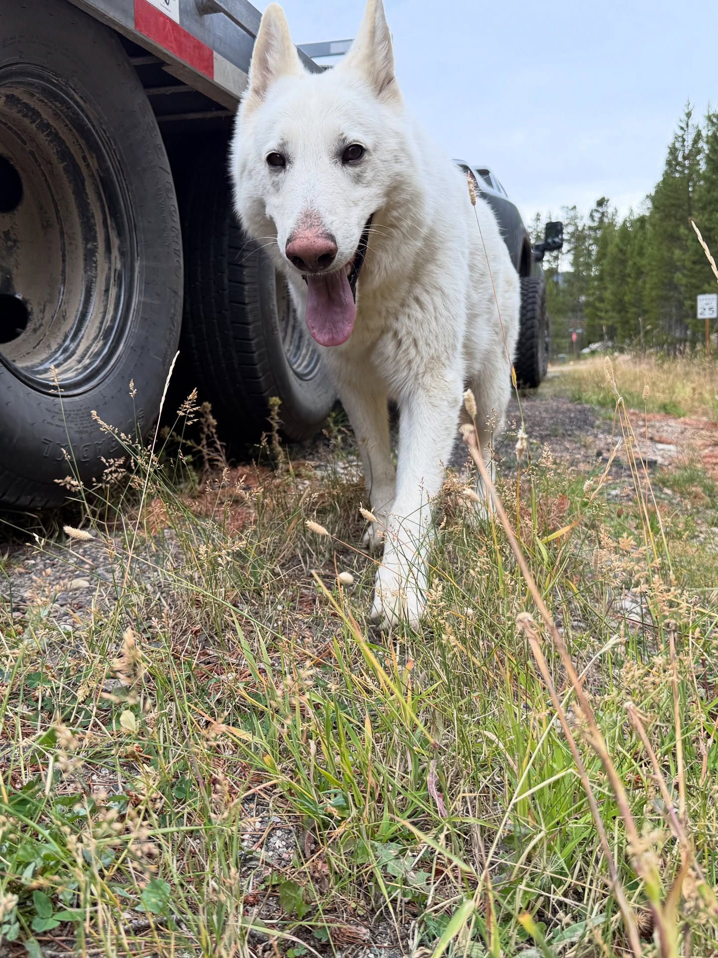 White dog walking through grassy field beside a large tire, tongue out and alert.