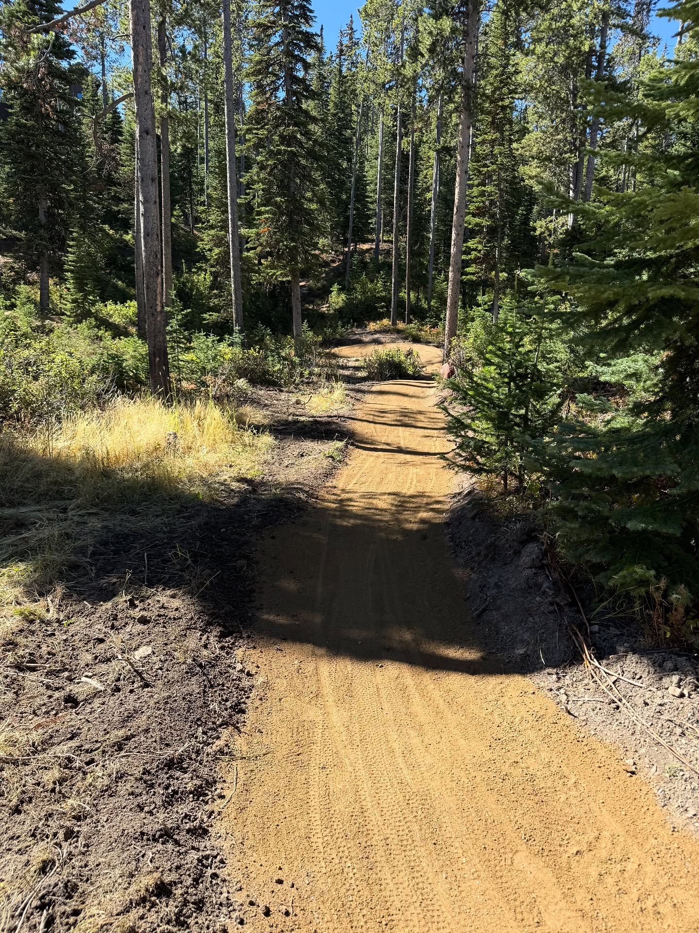 Sunlit dirt trail through a forest with tall pine trees and shadows