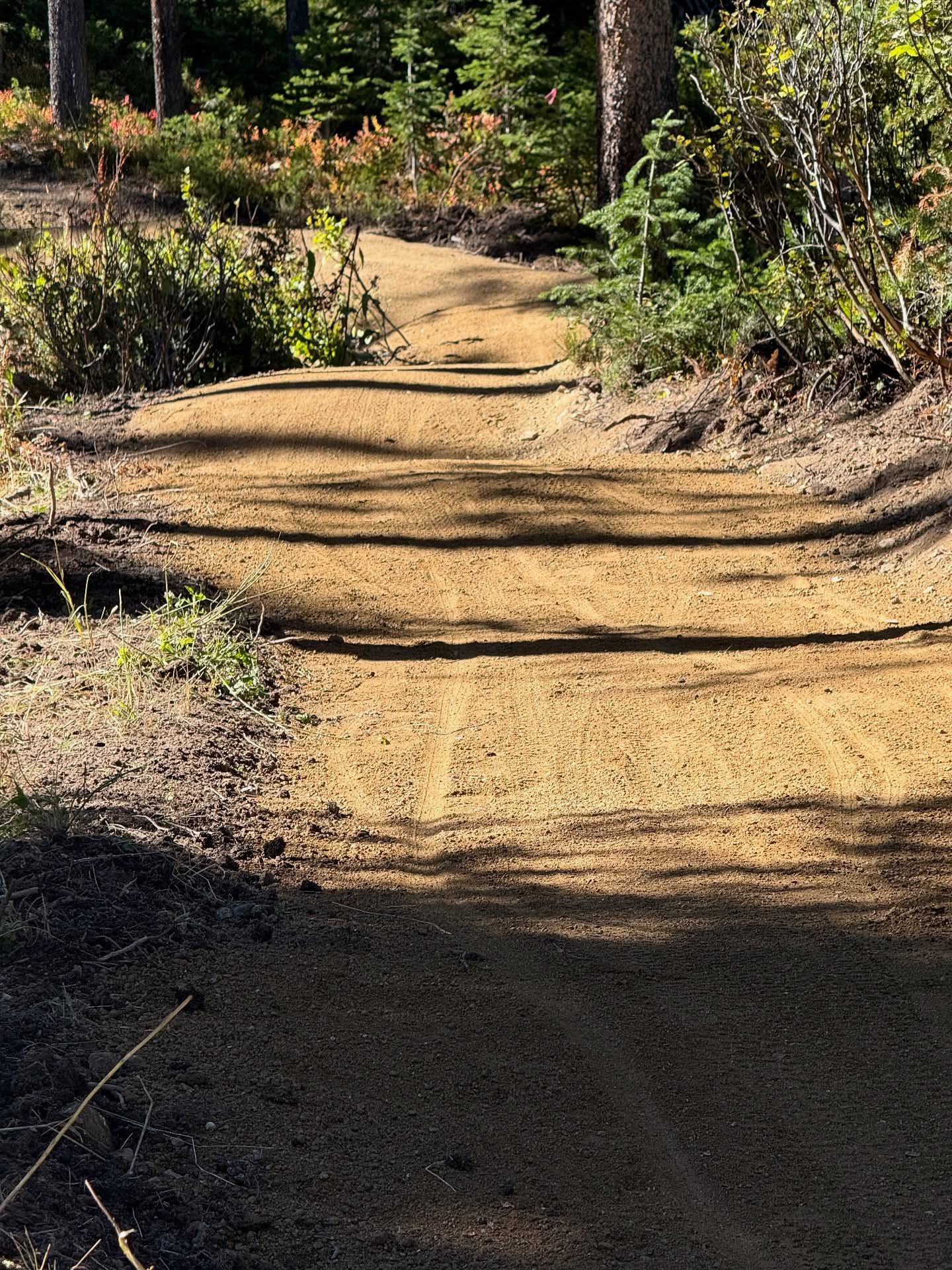 Dirt road trail winding through sunlit forest with shrubs and trees on both sides