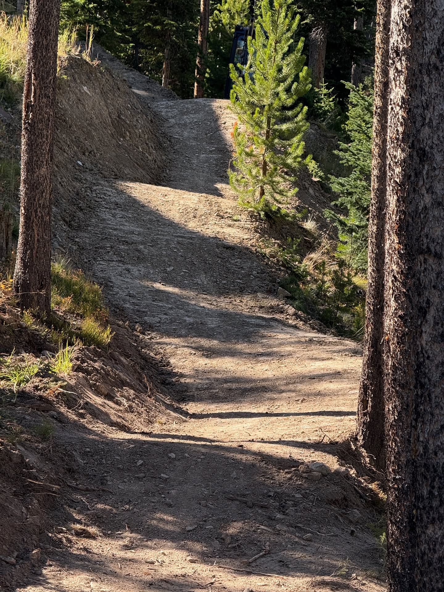 Sunlit dirt trail winding uphill through a pine forest