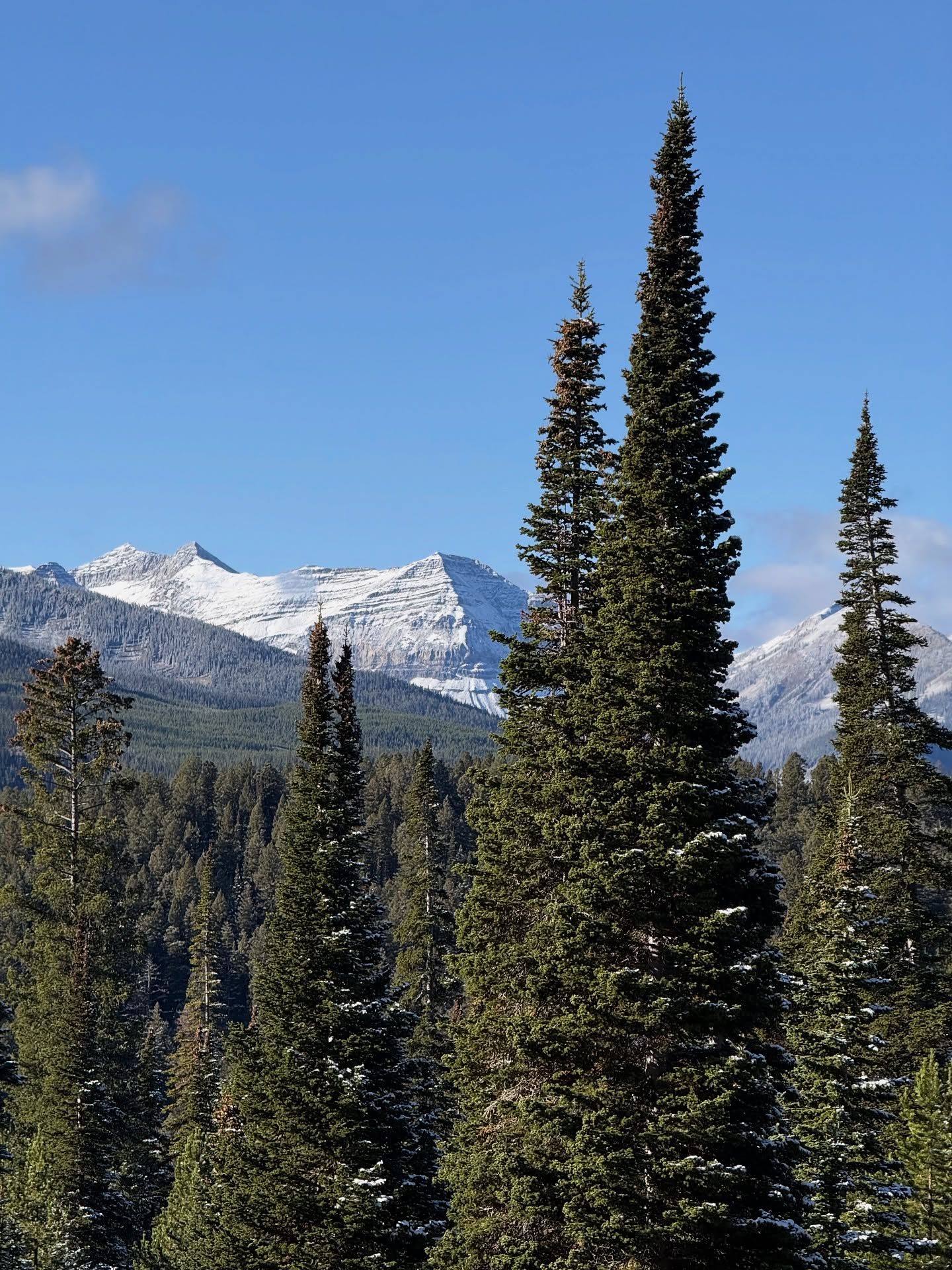 Snowy mountain peaks above tall evergreen trees under a clear blue sky.