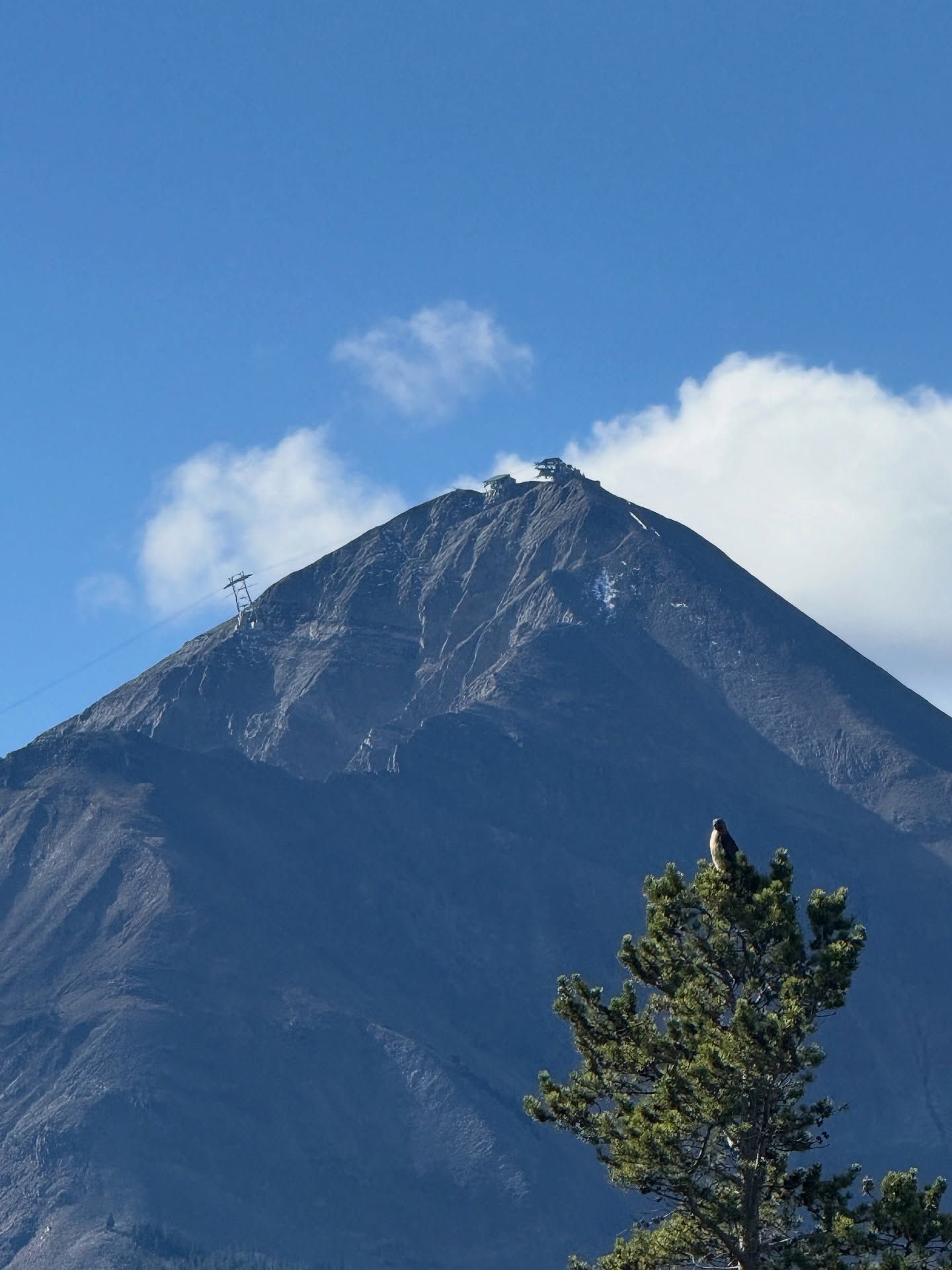 Snow-capped mountain peak under a clear blue sky with a tree in the foreground