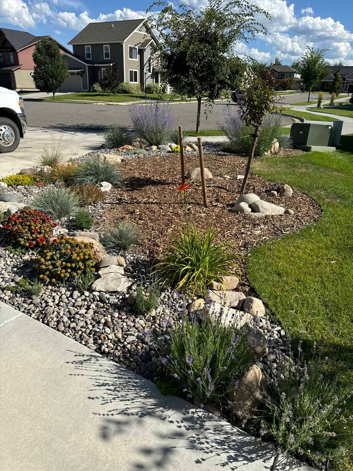 Front yard xeriscape garden with rocks, mulch, small shrubs, and a young tree beside a sidewalk.