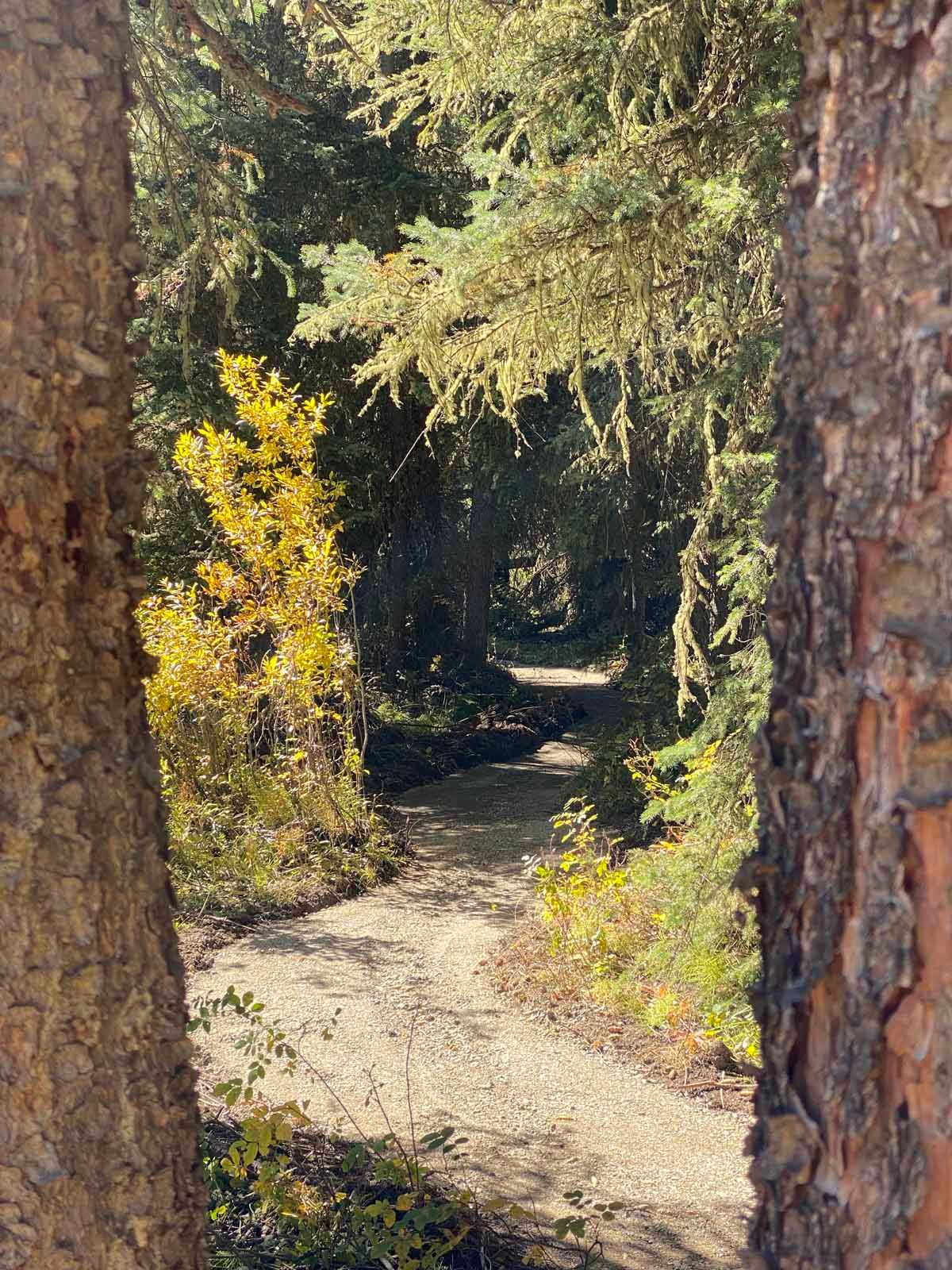 Wooded trail framed by tree trunks, with sunlight filtering through green and yellow foliage.