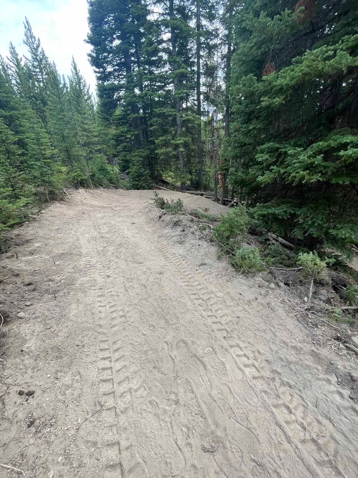 Dirt road curving through dense green forest with tall evergreen trees