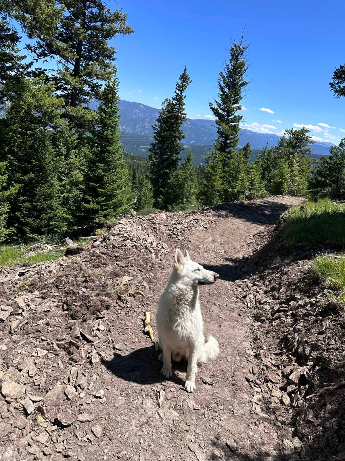 White dog sitting on a rocky mountain trail, with pine trees and distant hills under a blue sky.