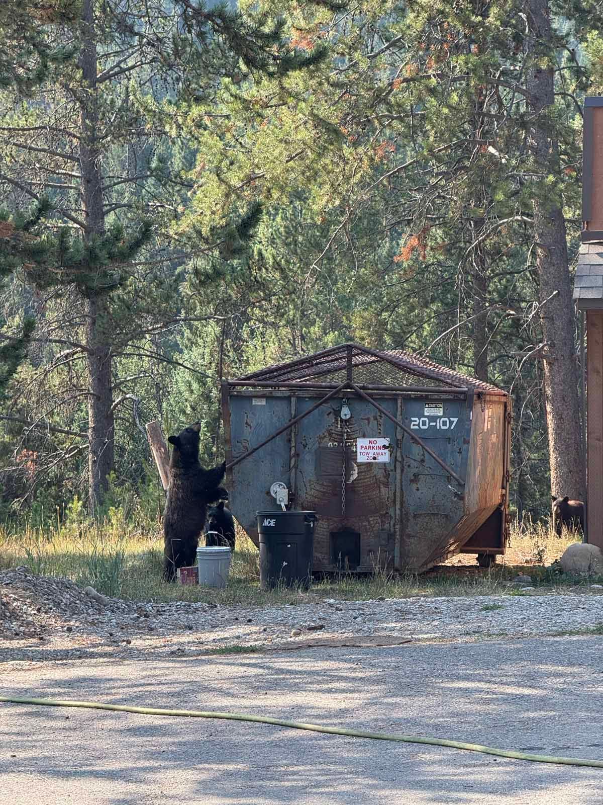 Black bear at a wooded dumpster, standing near bins by a roadside.