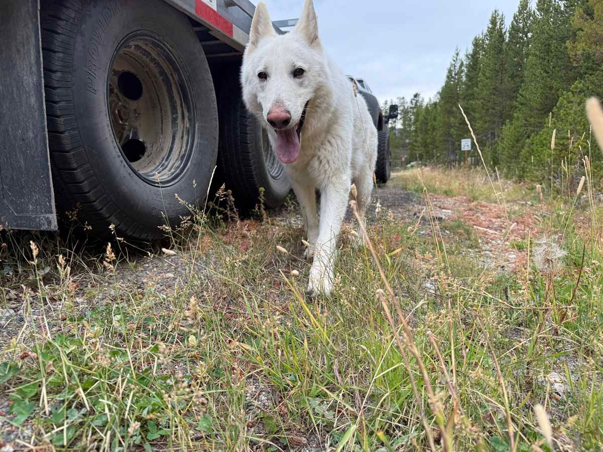 White dog walking beside a truck on a grassy dirt road in the woods