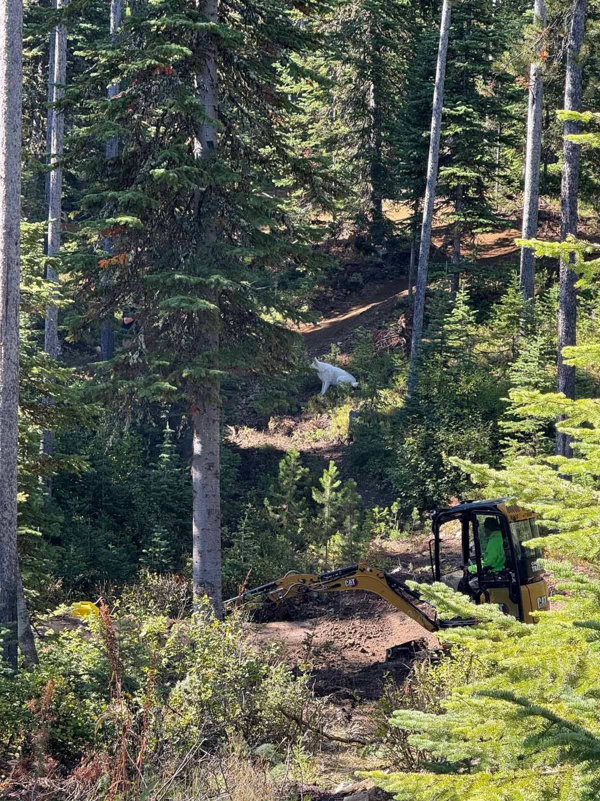 Excavator clearing a dirt path through a dense forest of tall trees and brush