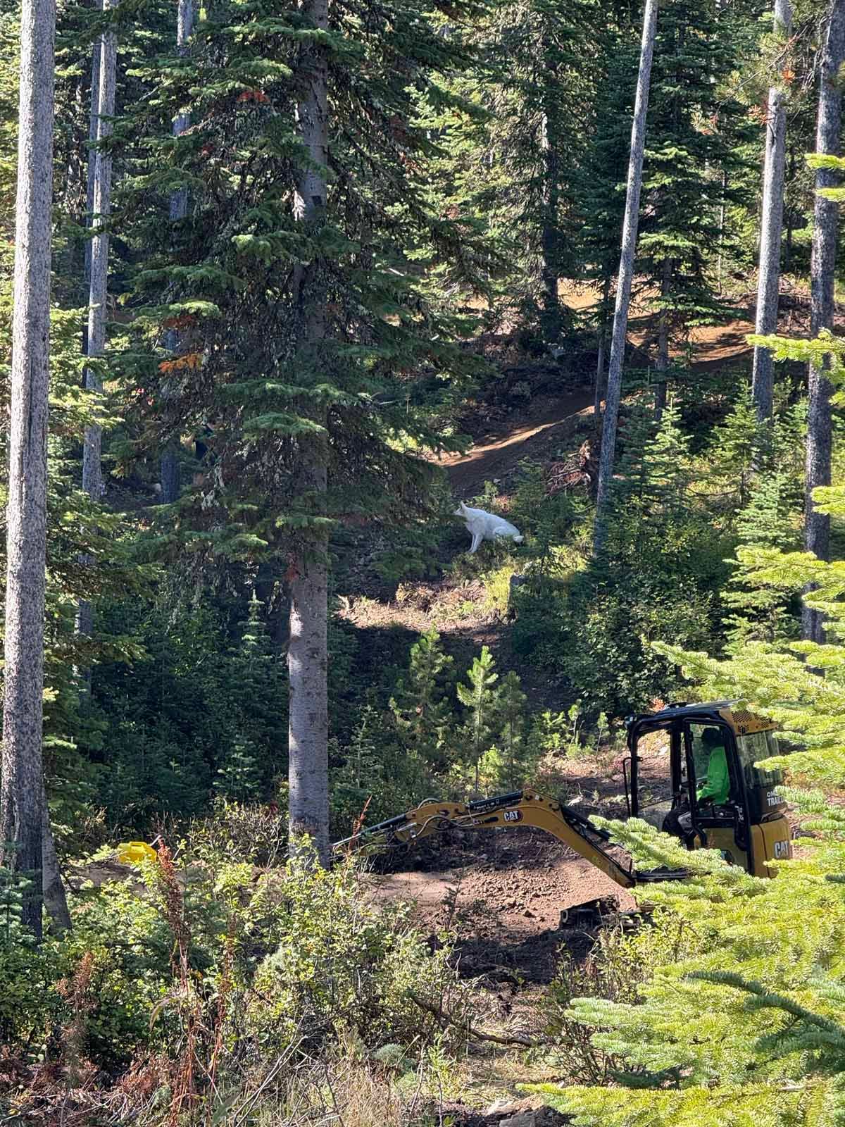 Excavator clearing dirt on a forested hillside among tall pine trees