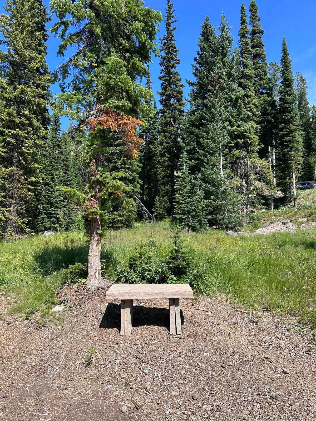 Wooden bench in a gravel clearing with a young tree, surrounded by tall evergreen forest under a blue sky