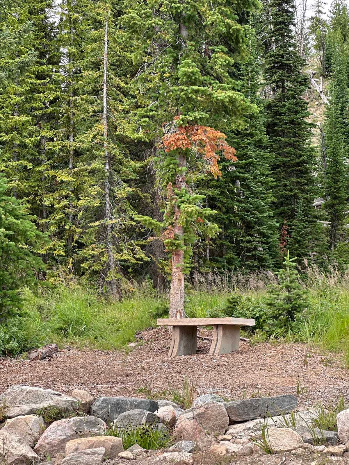 Rustic bench beside a small tree in a forest clearing, with rocks and evergreen trees surrounding it.