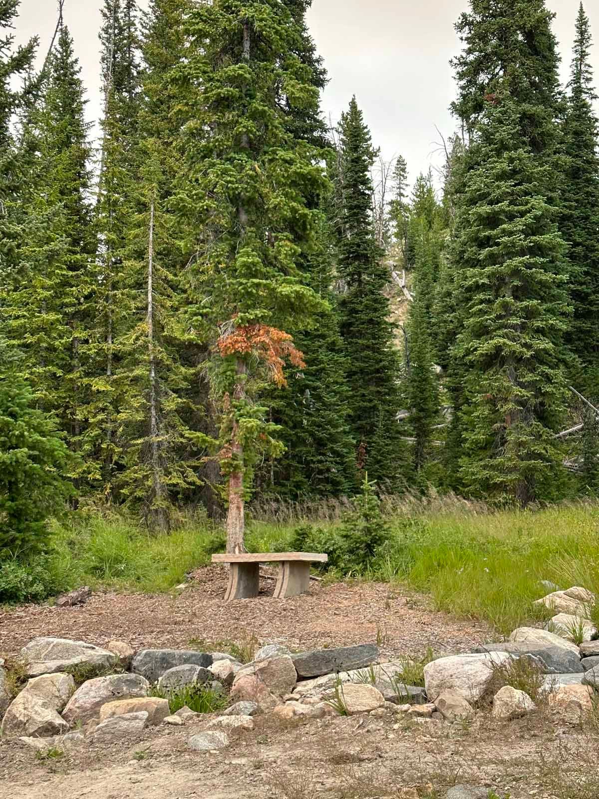 Forest trail bench beside a young tree, with rocks and evergreen trees in the background.