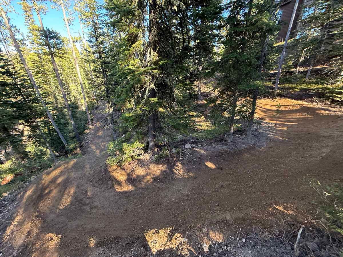 Sunlit forest trail with pine trees and dirt path on a hillside