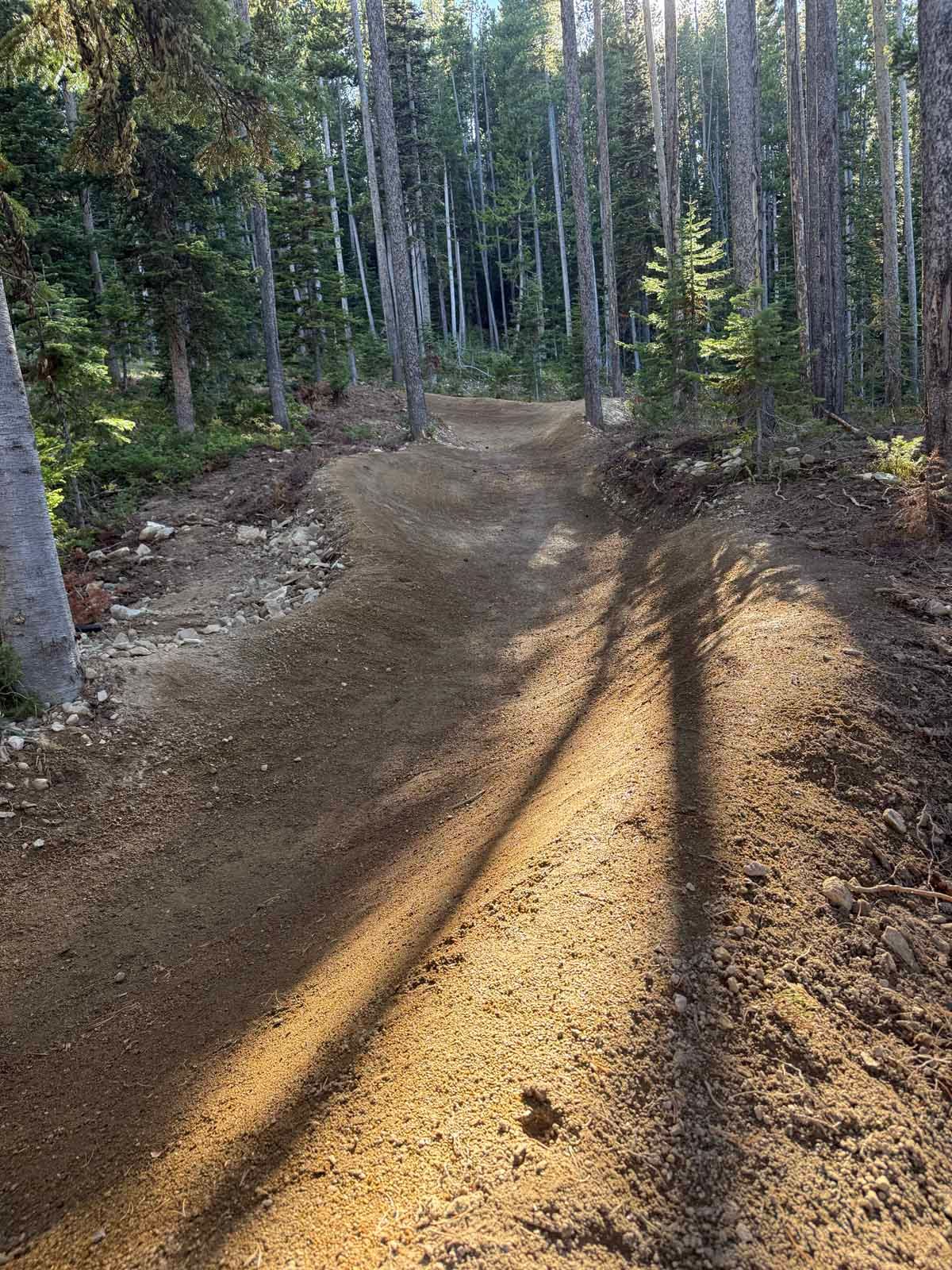 Sunlit dirt trail winding through a dense forest with tall trees and long shadows