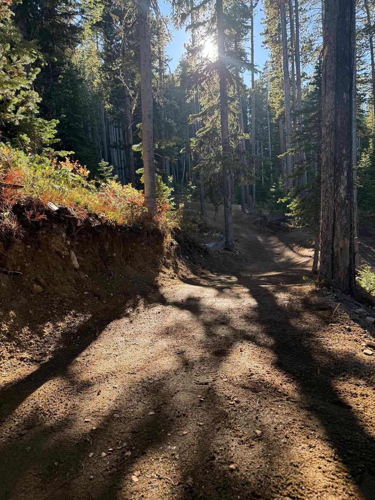 Sunlit forest trail with tall pine trees and long shadows on a dirt path