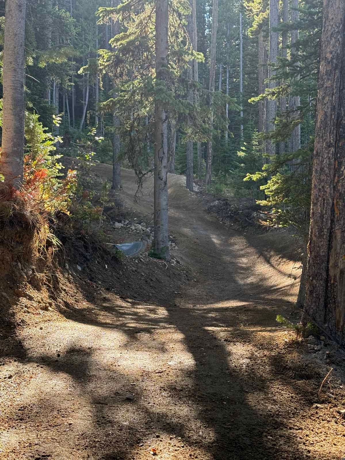 Sunlit forest trail curving through tall pine trees, with shadows across the dirt path