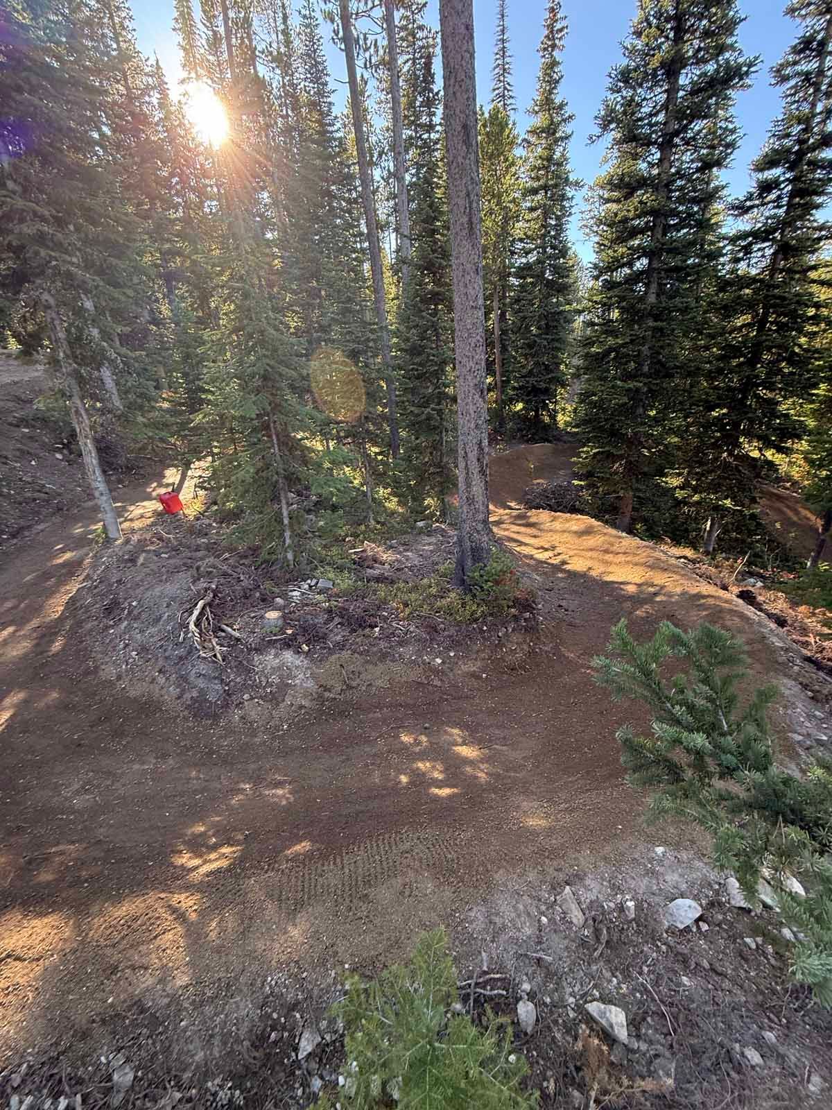 Sunlit evergreen forest clearing with rocky ground and a small red object near the trees