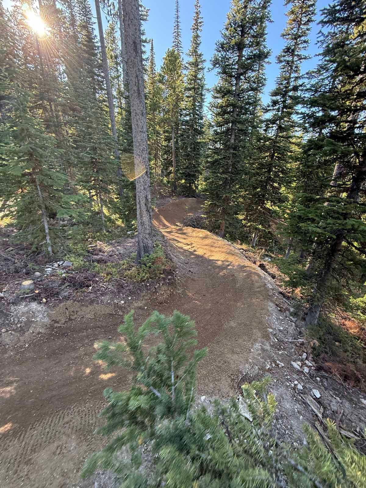 Narrow dirt trail winding through sunlit pine forest on a hillside