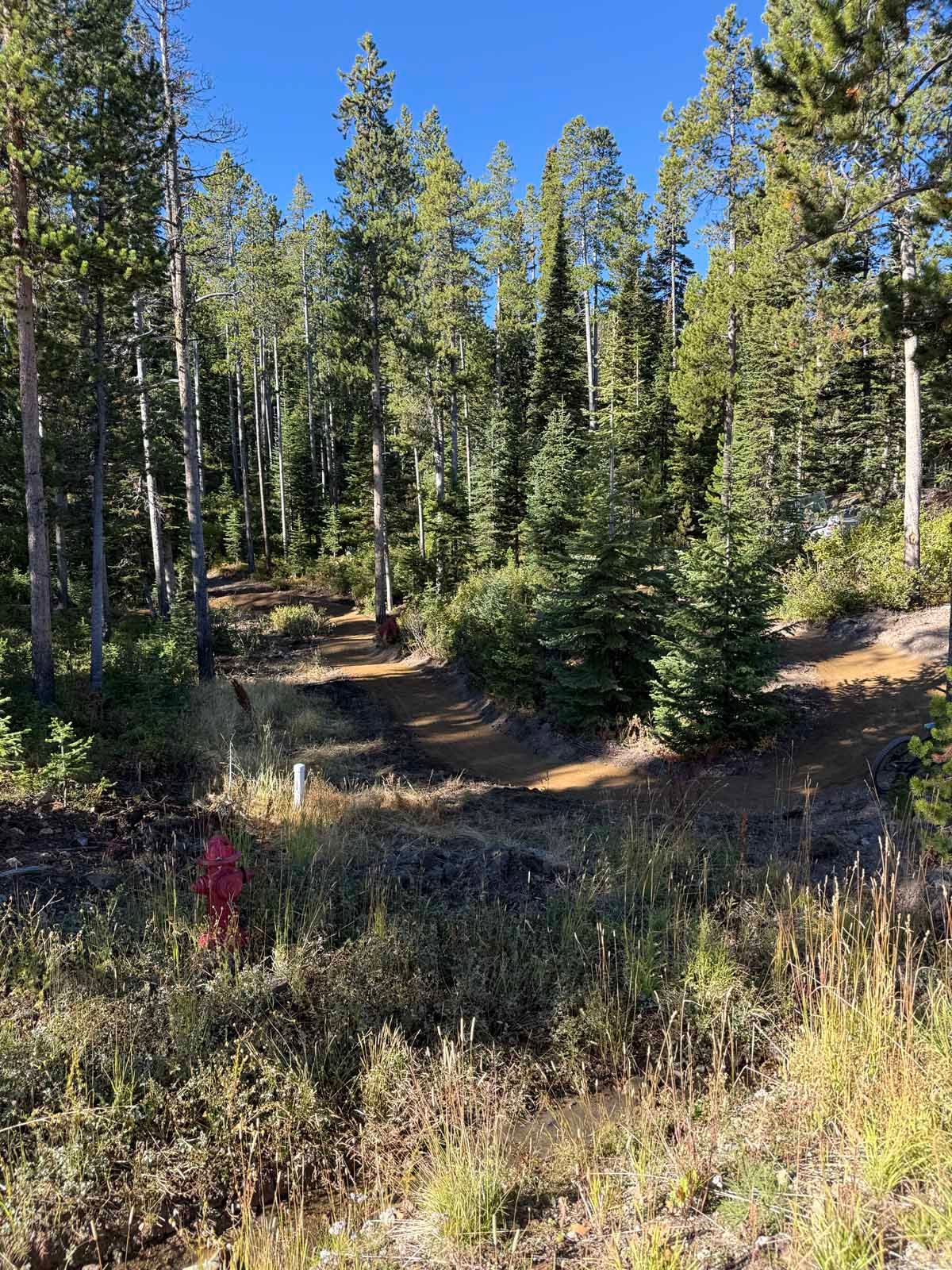 Sunlit forest clearing with tall green pines, dry grass, and a small dirt path under a blue sky