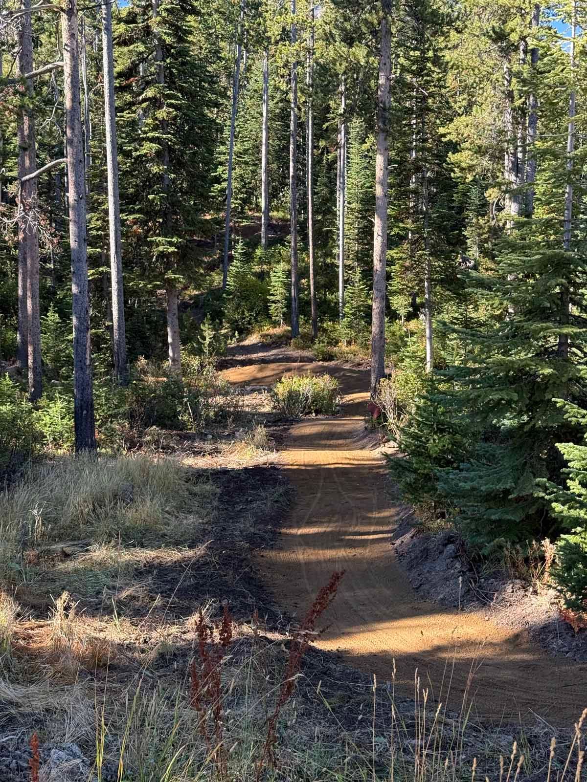 Sunlit forest trail winding through tall pine trees and dry grass