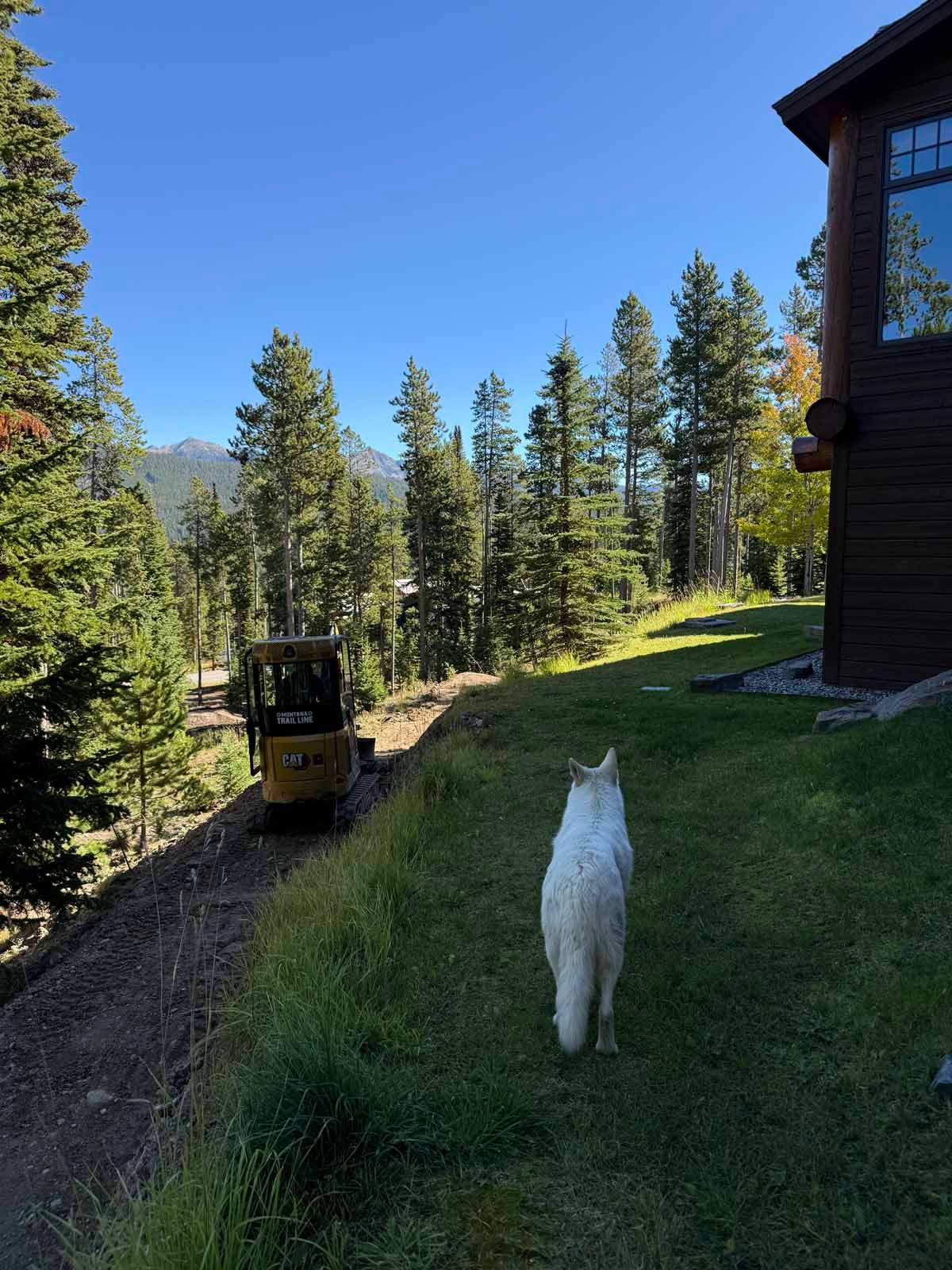 White dog on a grassy slope beside a cabin, with a small tractor and pine trees under a blue sky.