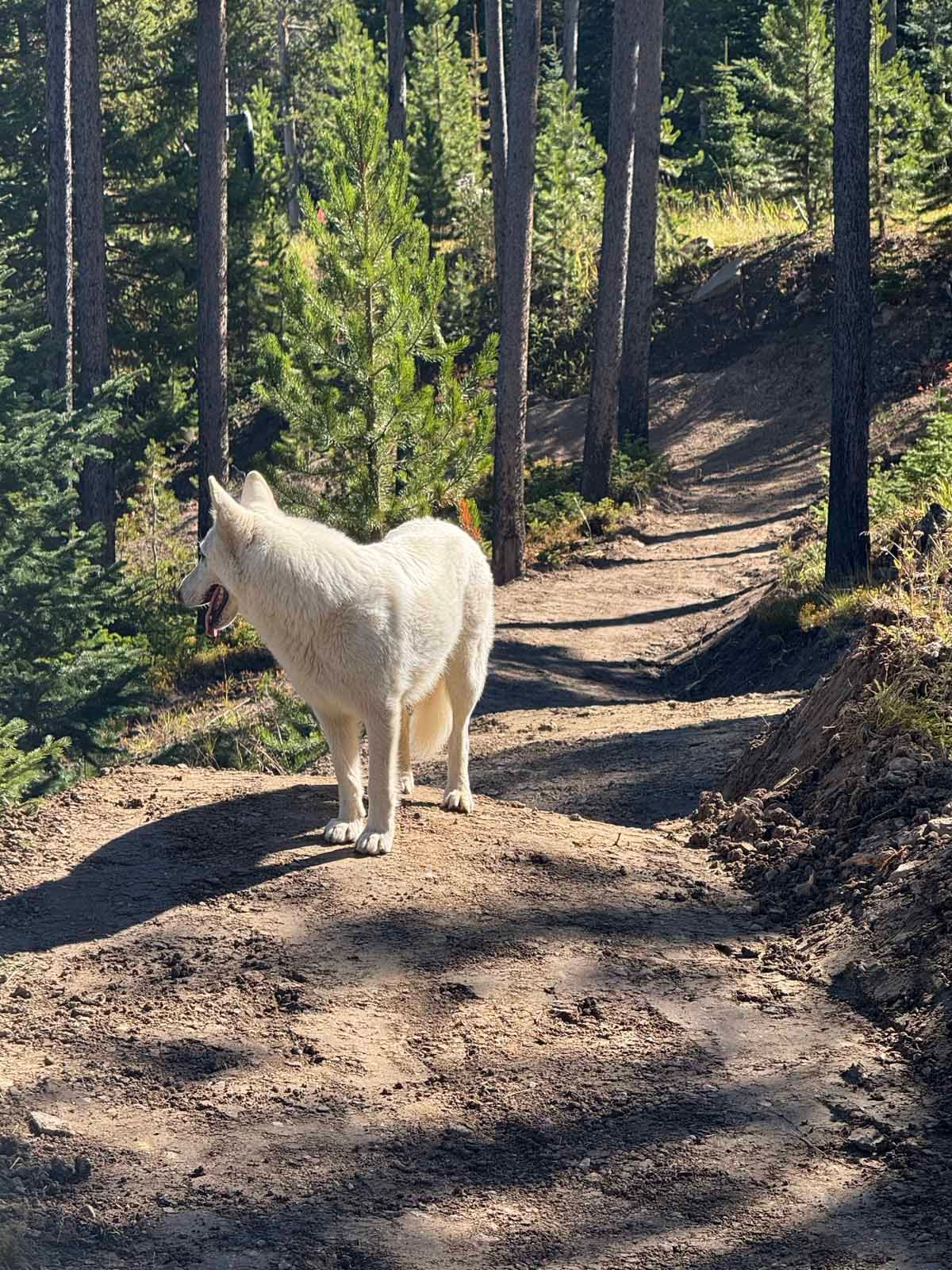 White dog standing on a sunlit forest trail among tall trees