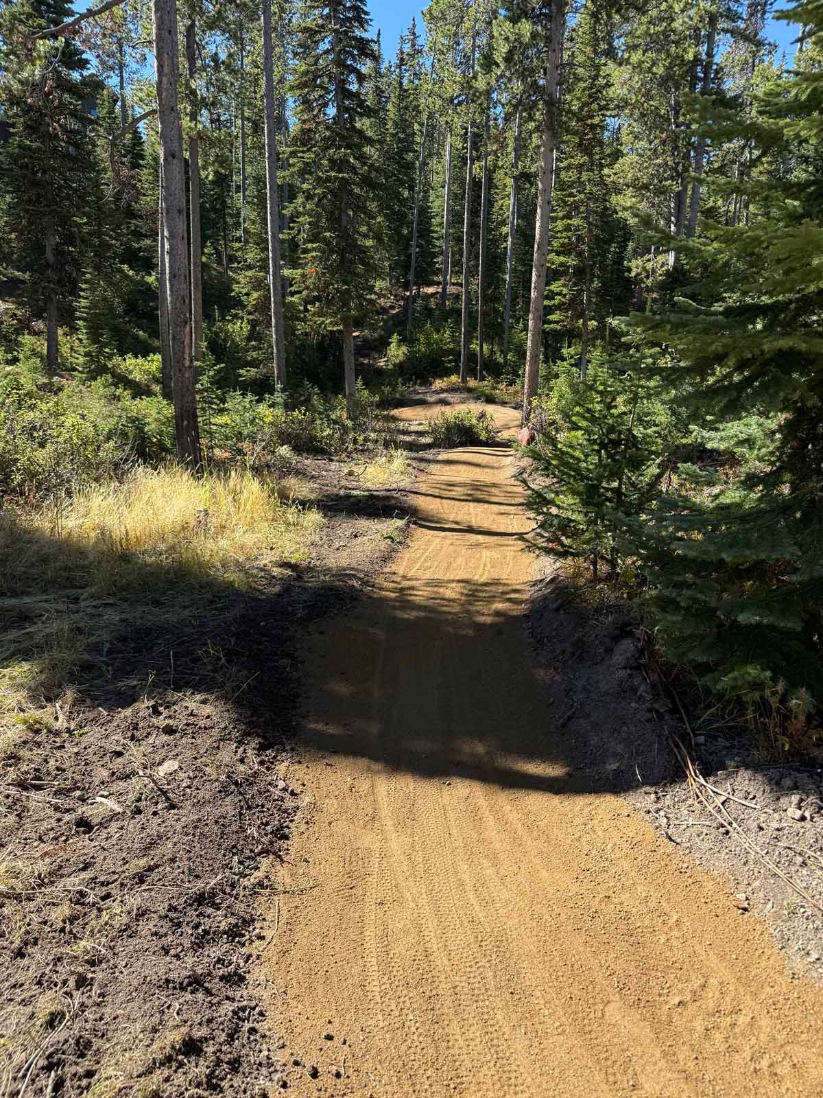 Sandy forest trail with muddy puddles, bordered by tall pine trees in bright sunlight