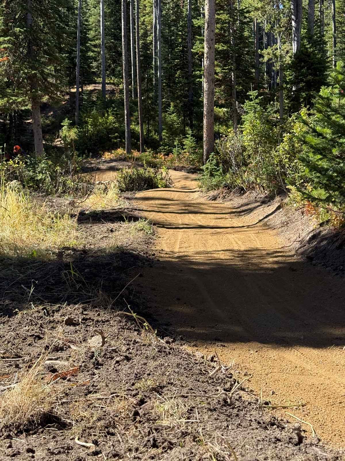 Wooded dirt trail winding through a sunlit forest with tall pines and shrubs