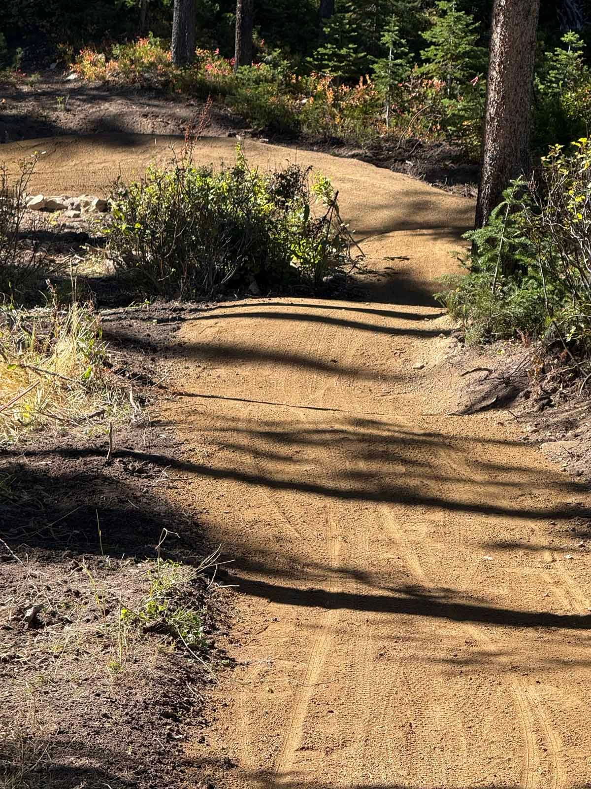 Sandy dirt trail winding through a sunlit forest with shrubs and tree shadows