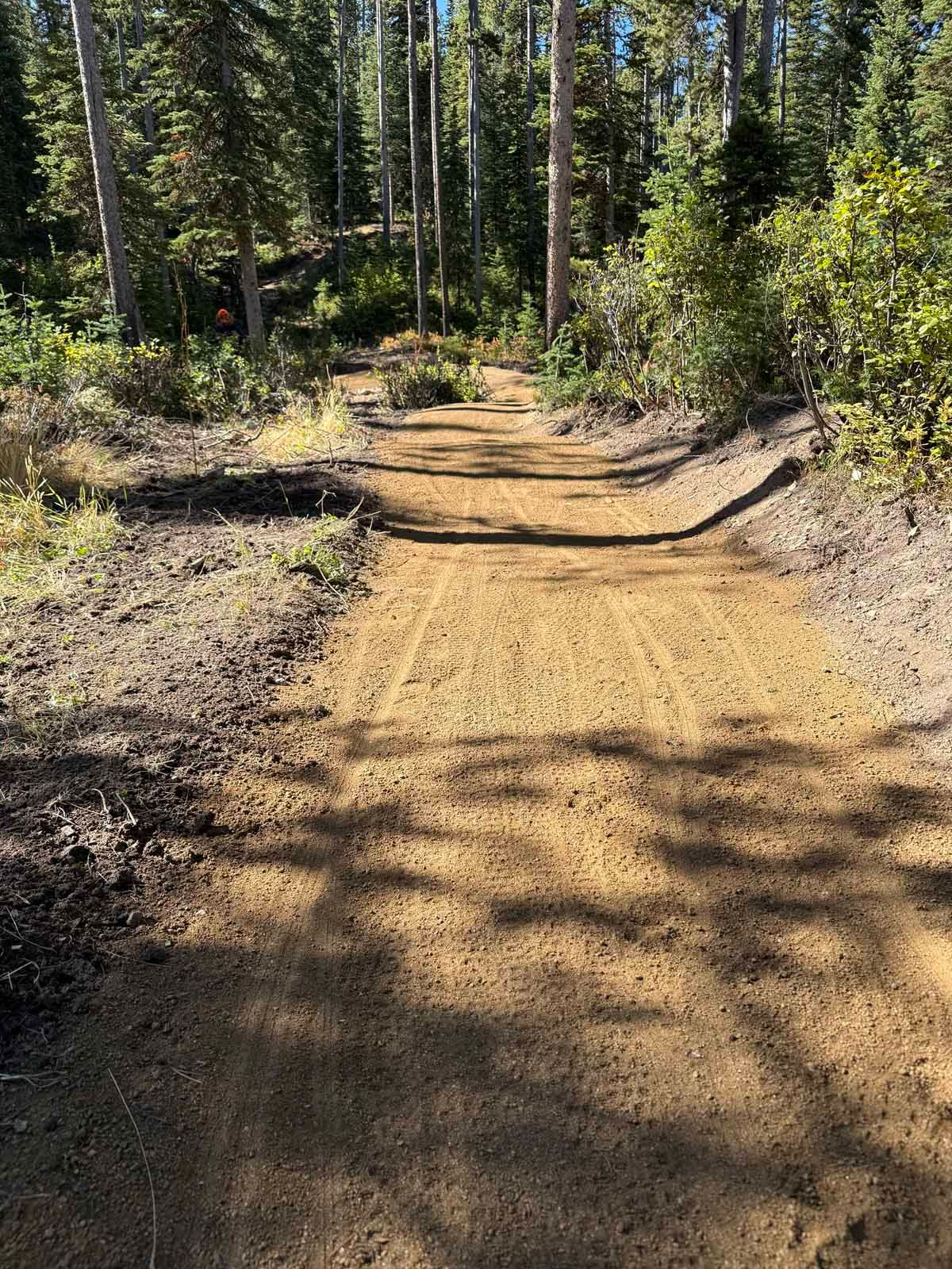 Sunlit dirt trail through pine forest with shadows and dry brush on both sides