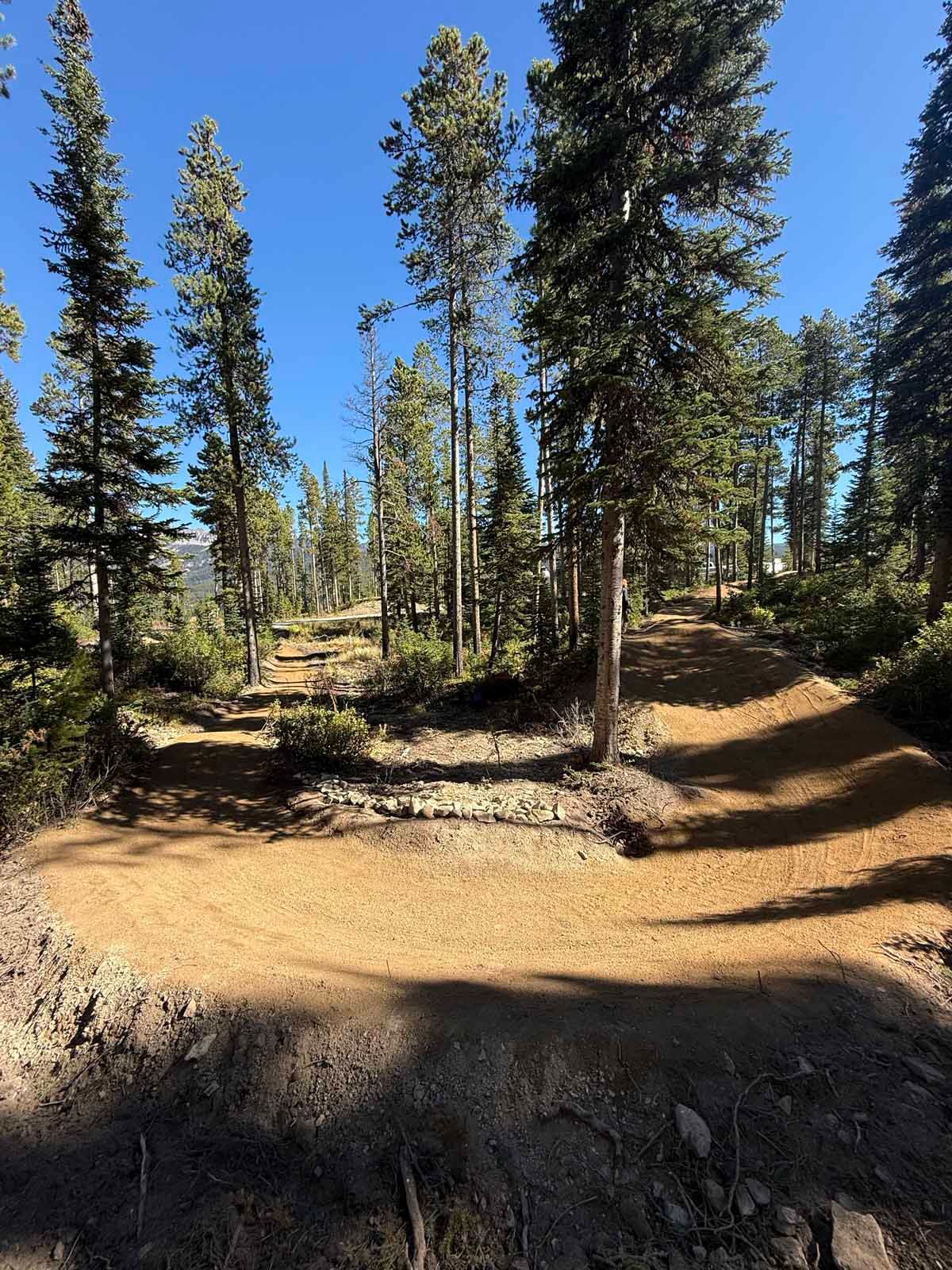 Sunny forest trail through tall pine trees with a dirt path and clear blue sky
