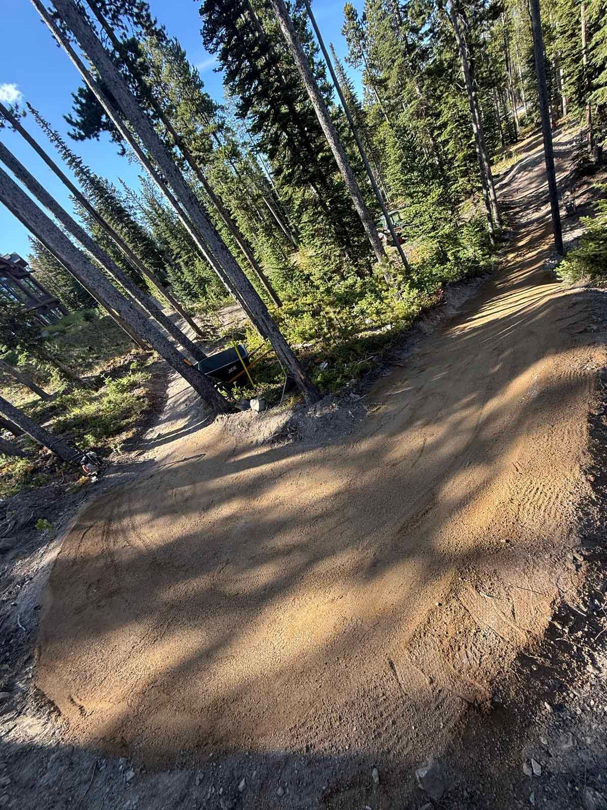 Dirt trail through a pine forest with tall trees and long shadows on the ground