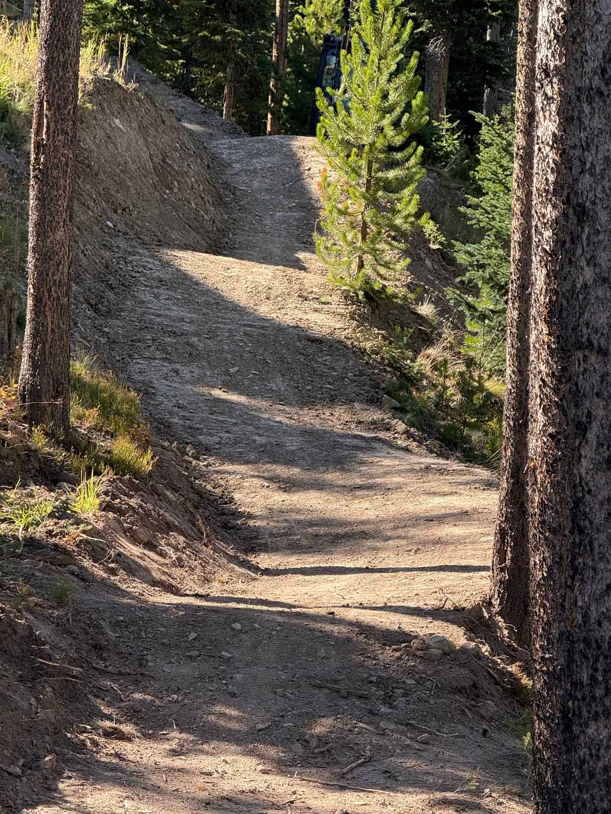 Narrow dirt trail winding through a forest of tall pine trees in sunlight