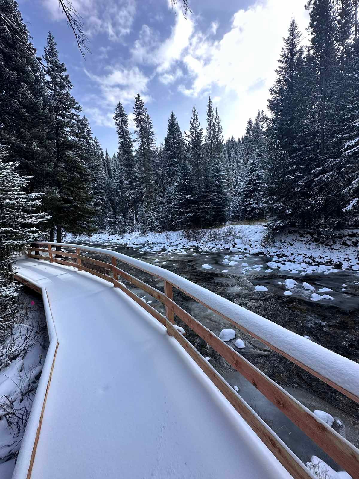 Snow-covered boardwalk curving through a pine forest under a cloudy winter sky