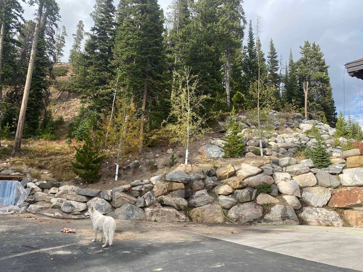 Dog standing by rocky hillside with evergreen trees and cloudy sky