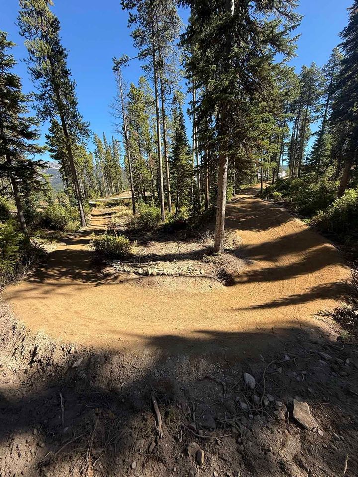 Sunlit forest trail with tall pine trees and dirt mounds under a clear blue sky