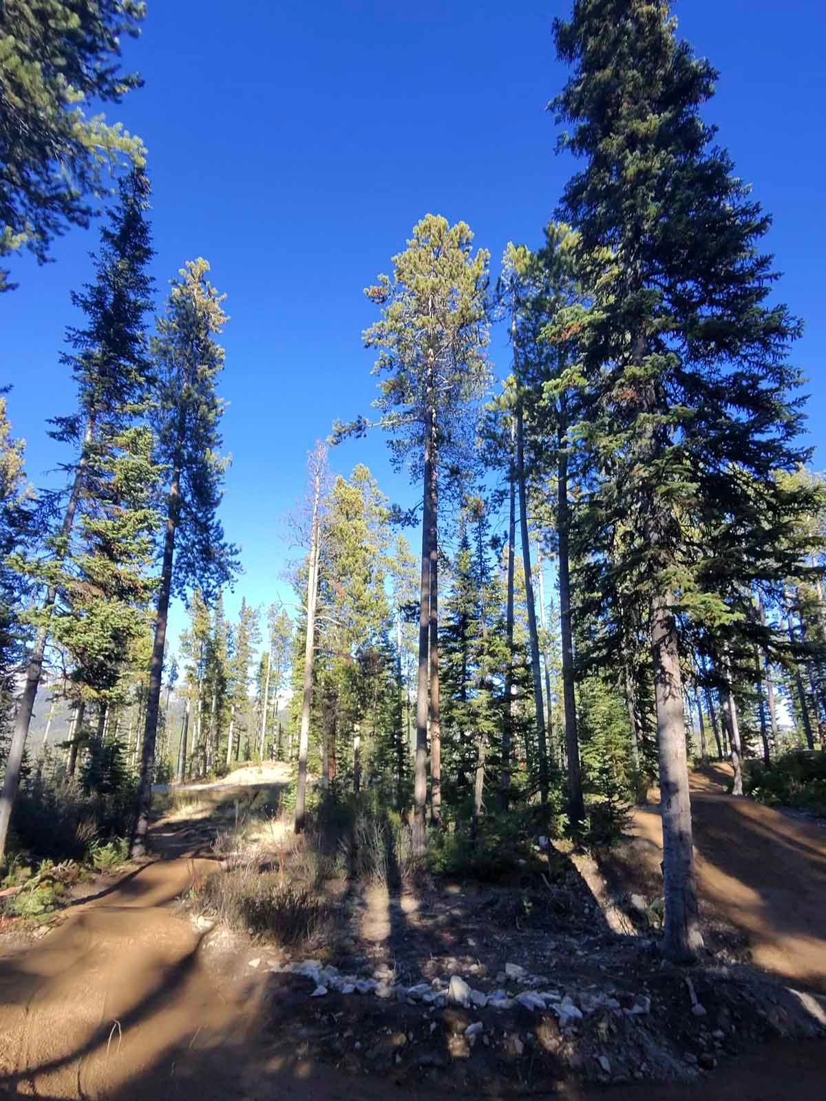 Tall pine trees along a dirt trail in a sunny forest under a bright blue sky