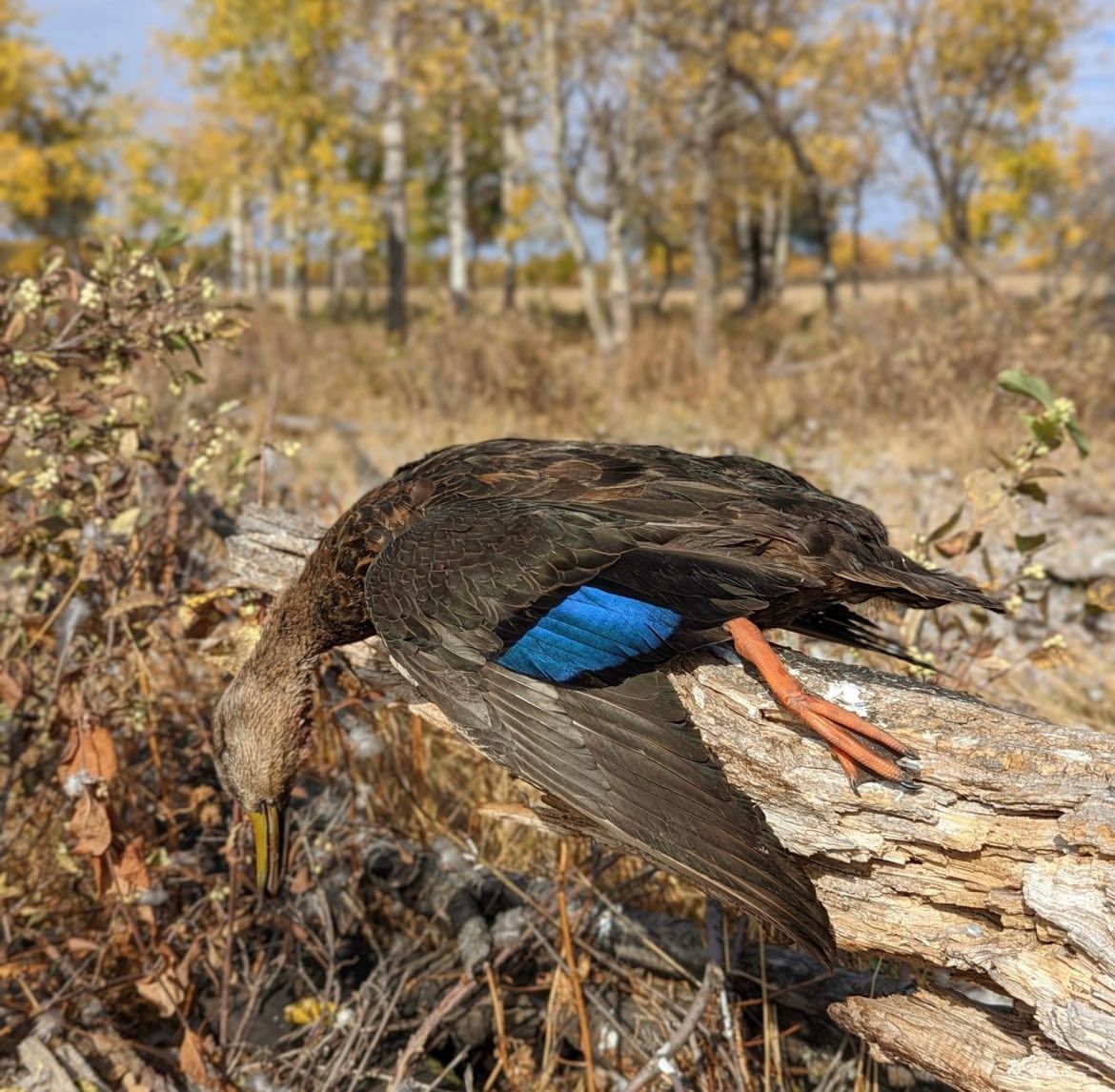 duck hunting outfitter in Alberta CA