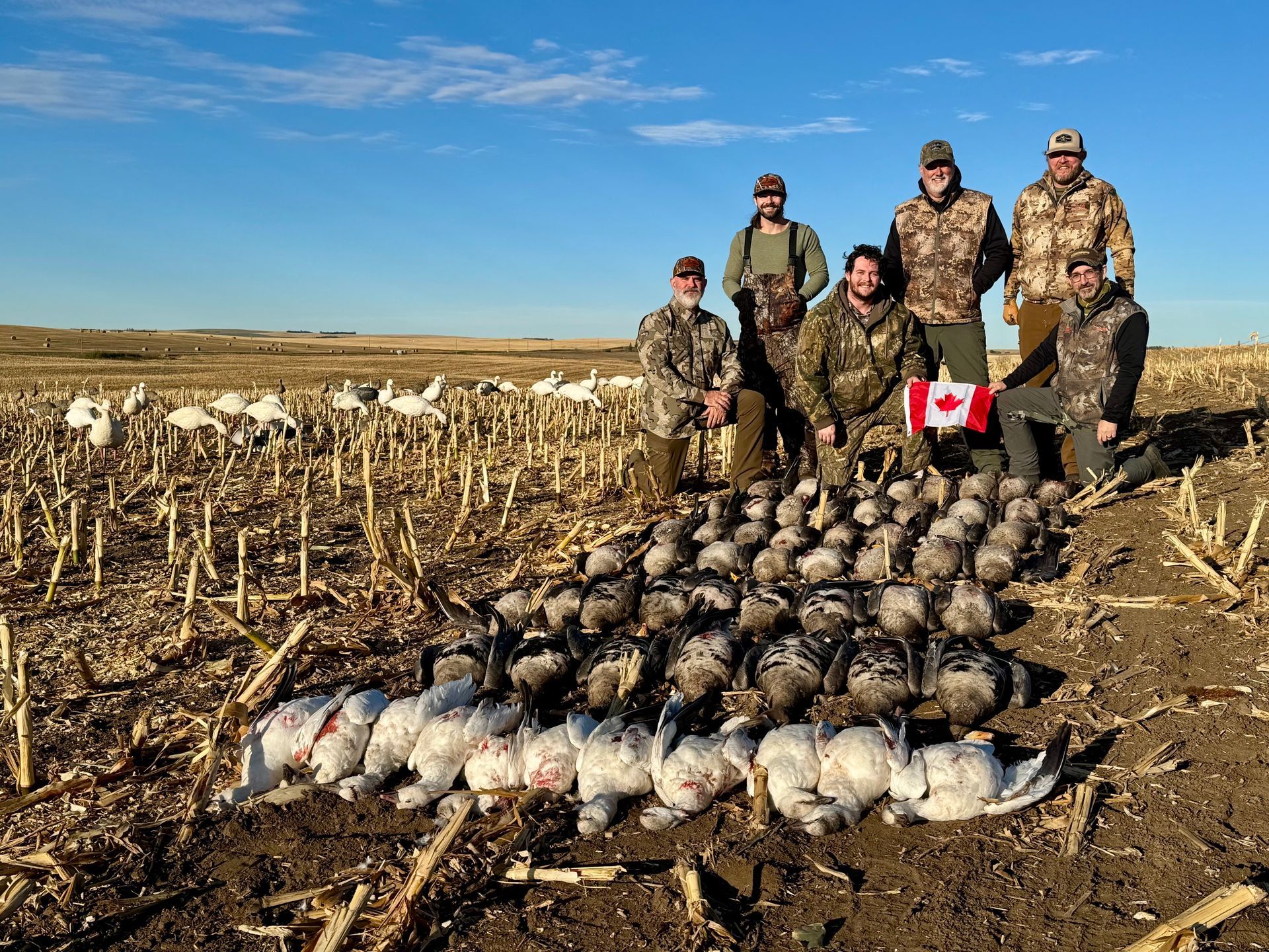 Goose Hunting Guide & Outfitter in Alberta