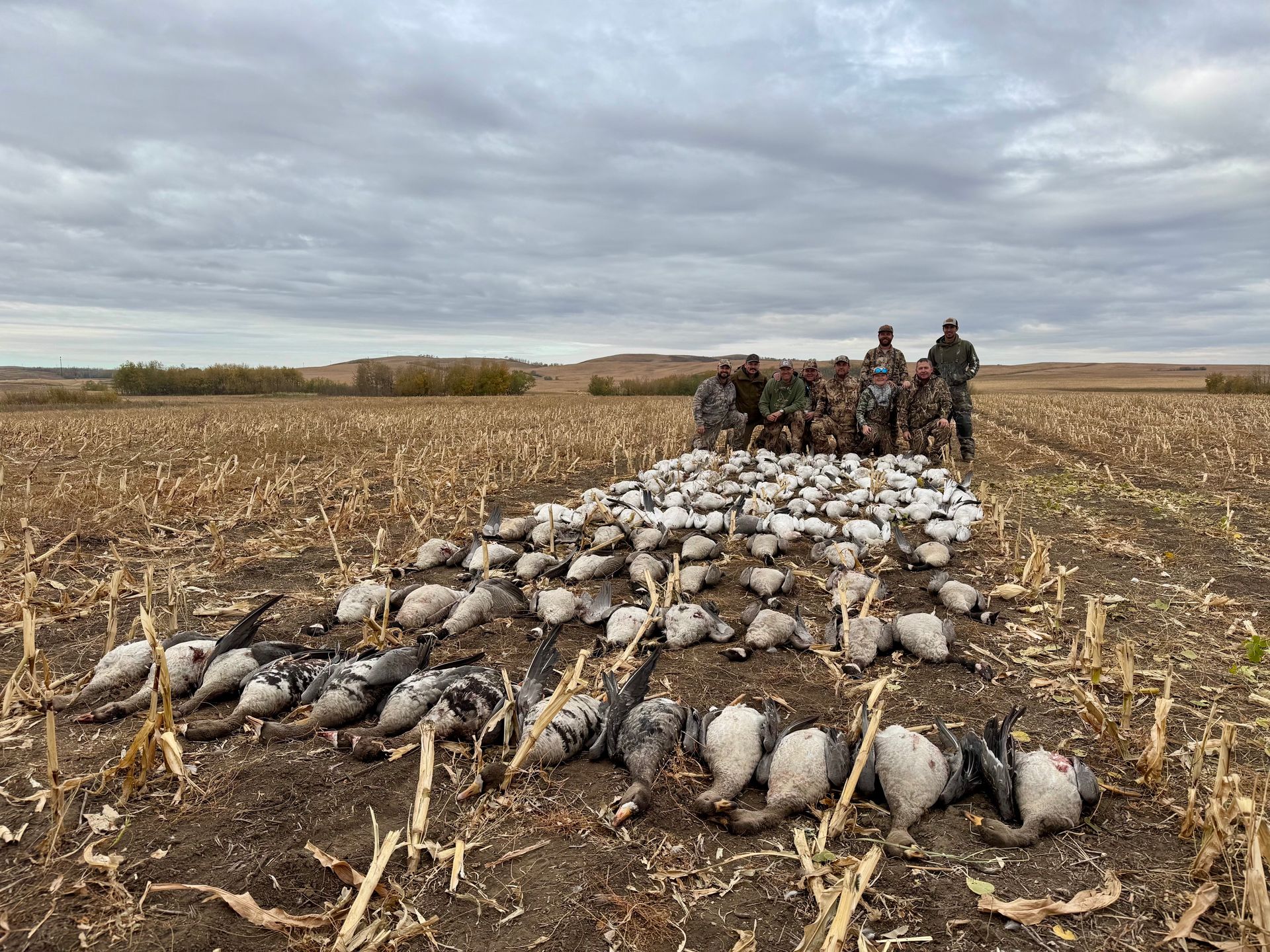 snow goose outfitter in Alberta CA