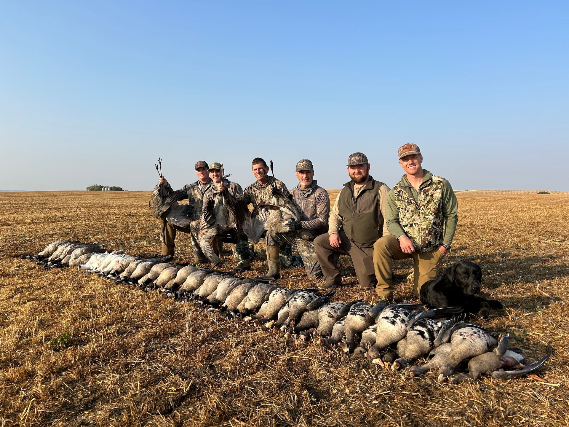 Hunt Geese in Alberta CA