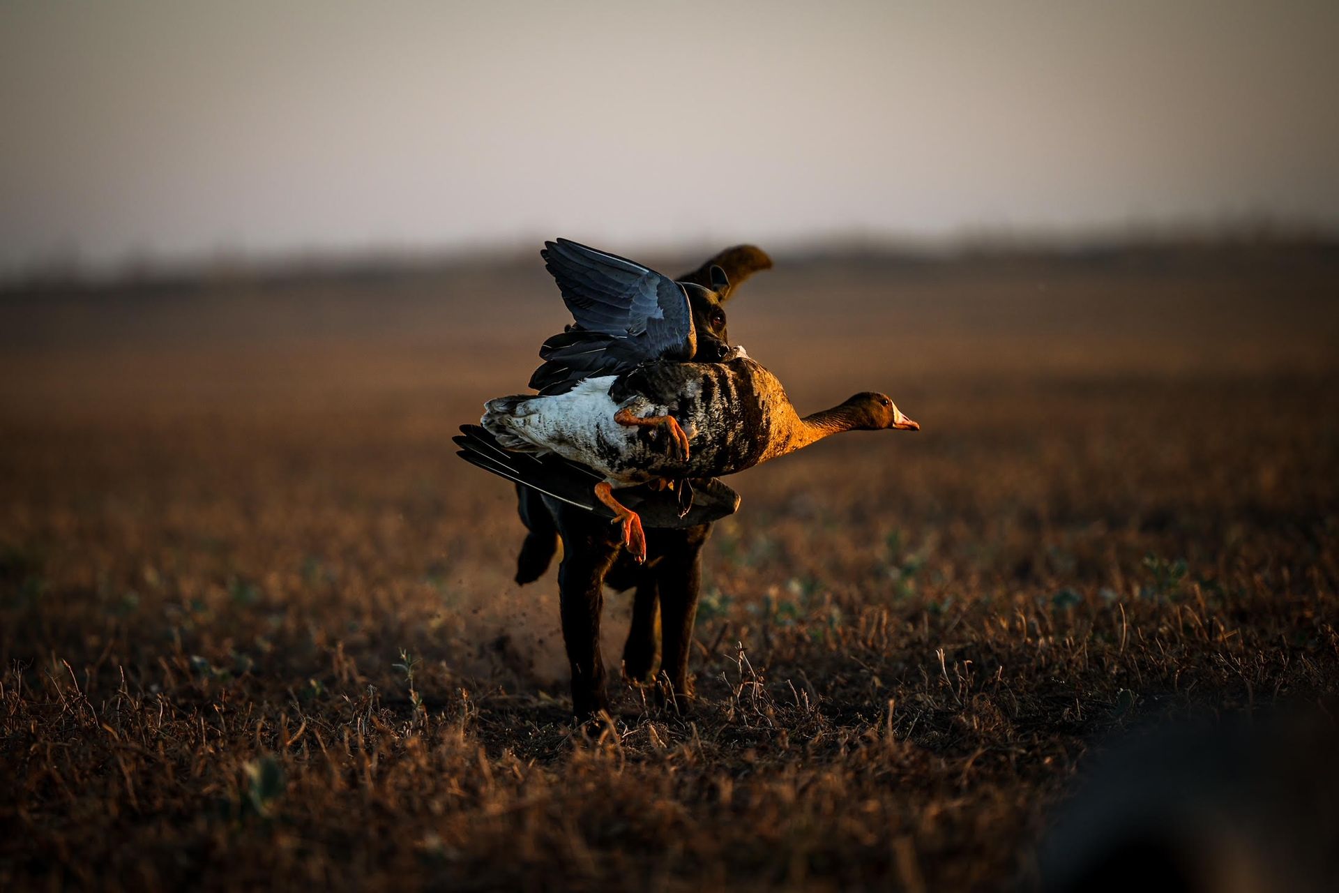 Hunt Geese in Canada with Outfitter