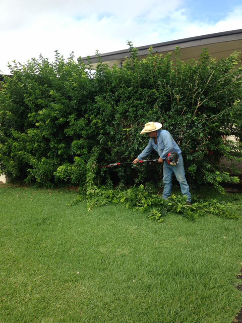 Person Trimming a Large Hedge in a Grassy Yard With a String Trimmer — Everyday Maintenance Pty Ltd In Beaconsfield, QLD