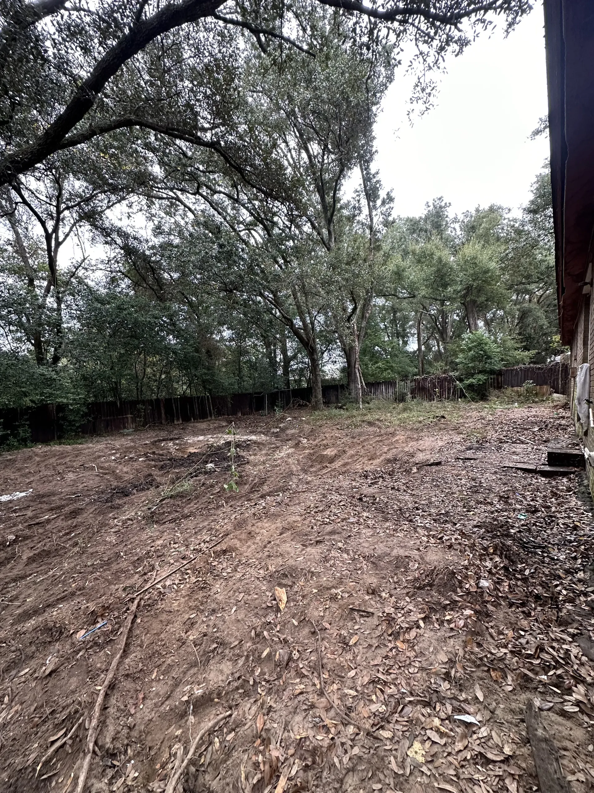 Mud-covered hillside with scattered leaves and trees in a wooded area