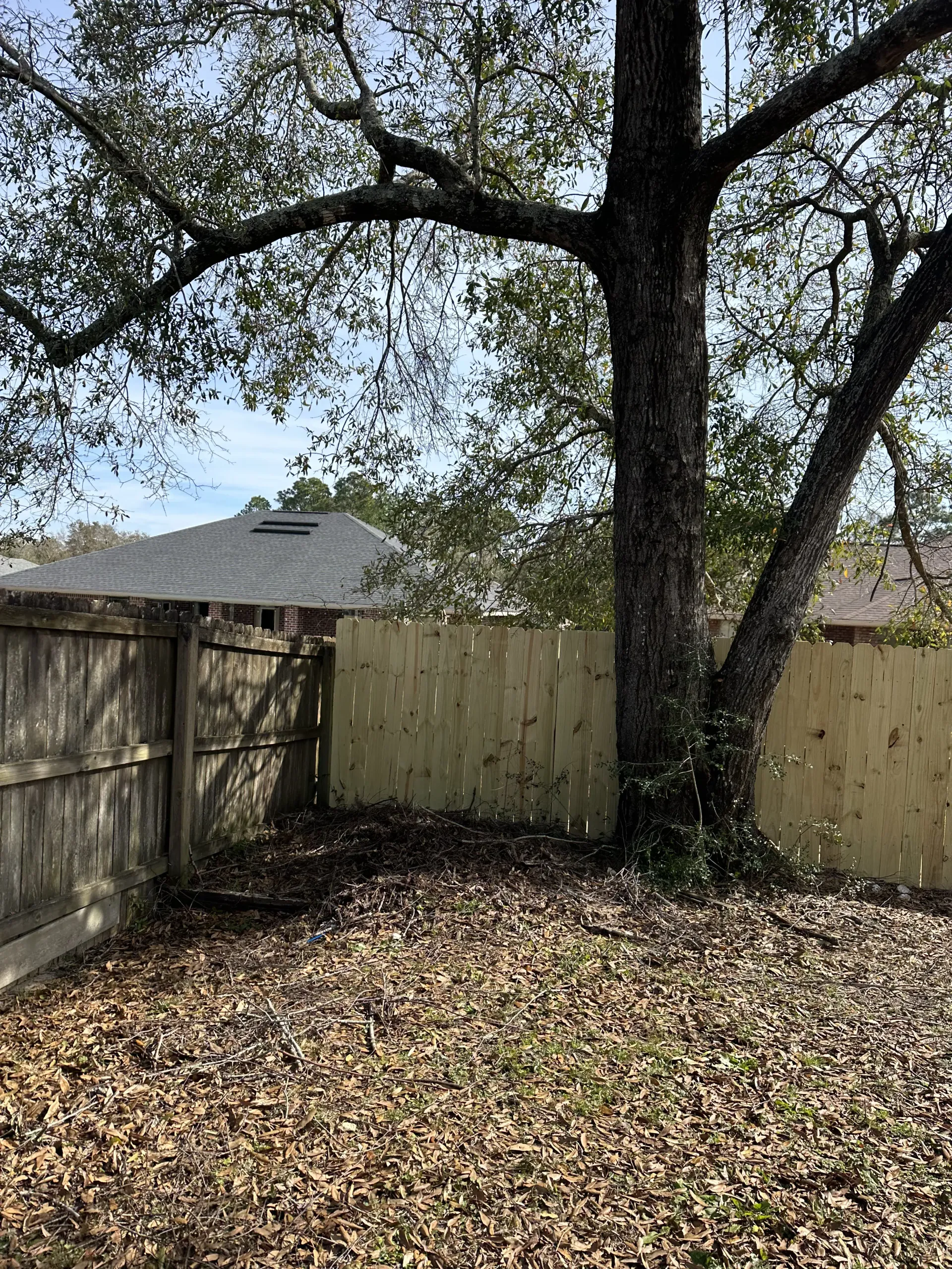 Backyard corner with a large tree, wooden fence, and ground covered in dry leaves.
