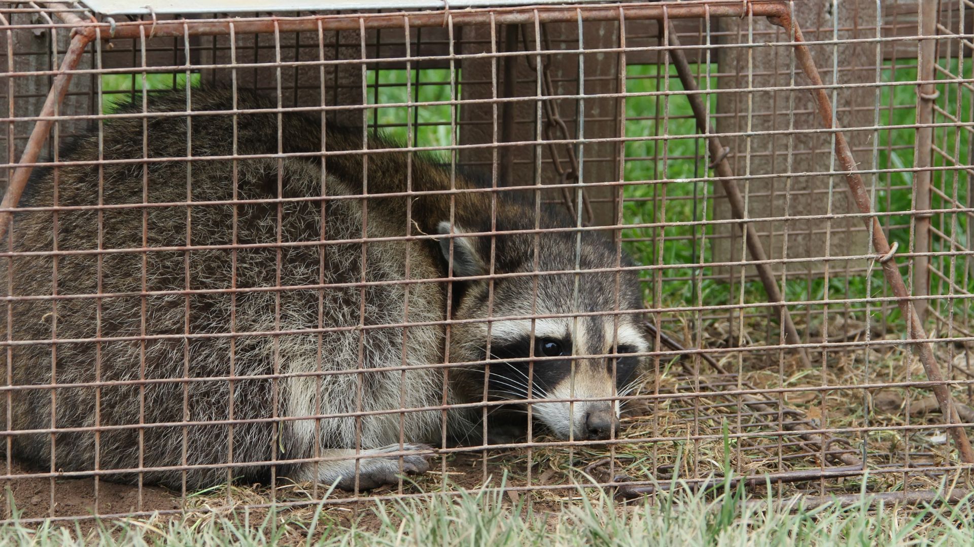 A raccoon is laying in a wire cage.